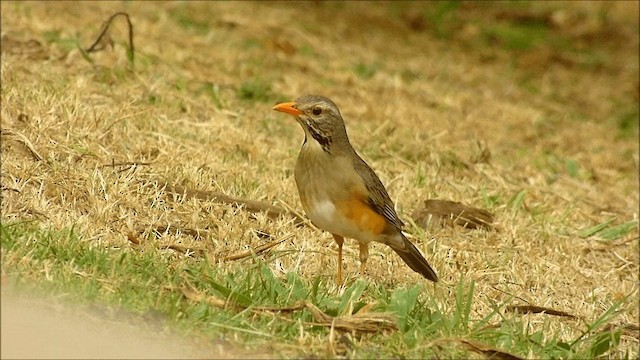 Kurrichane Thrush - ML201935171