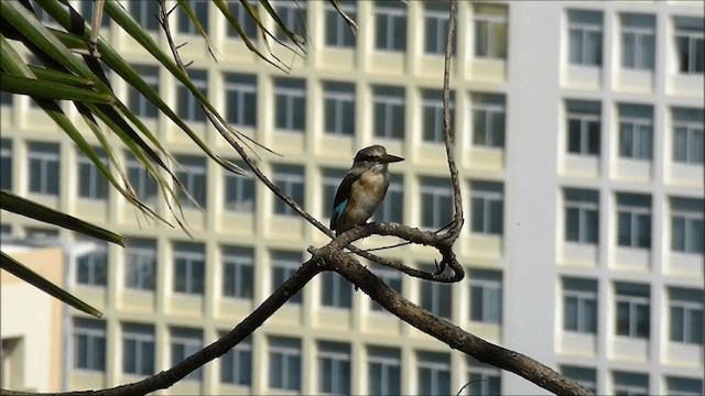 Brown-hooded Kingfisher - ML201935181