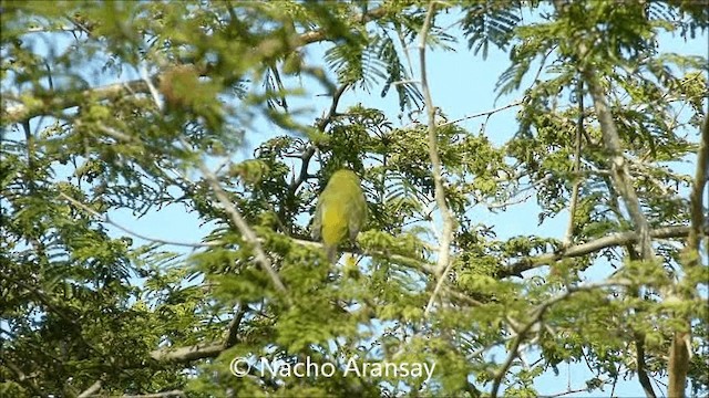 Southern Yellow White-eye - ML201935191