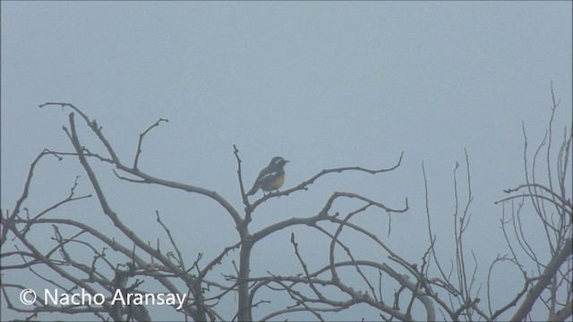 White-throated Robin-Chat - ML201935211