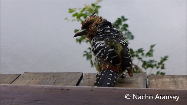 Crested Barbet - ML201935221