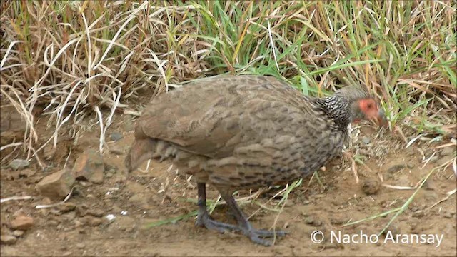 Swainson's Spurfowl - ML201935231