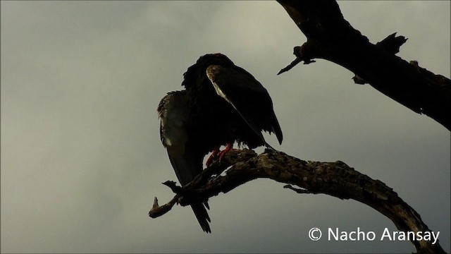 Bateleur des savanes - ML201935241