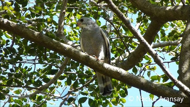 Lizard Buzzard - ML201935251