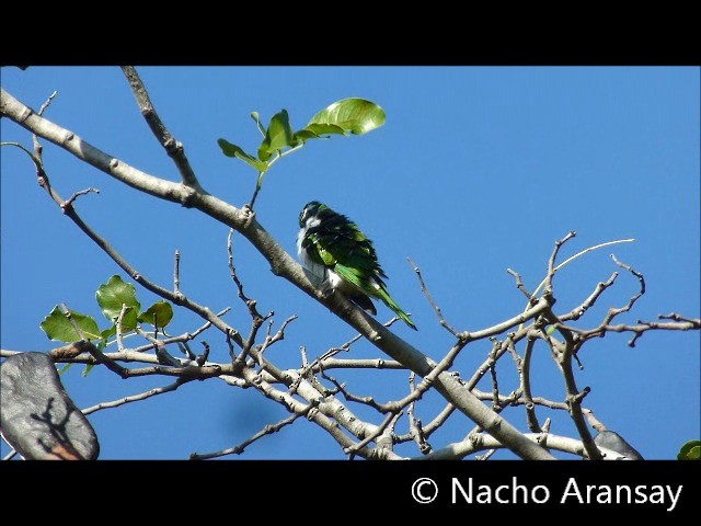 Klaas's Cuckoo - ML201935261