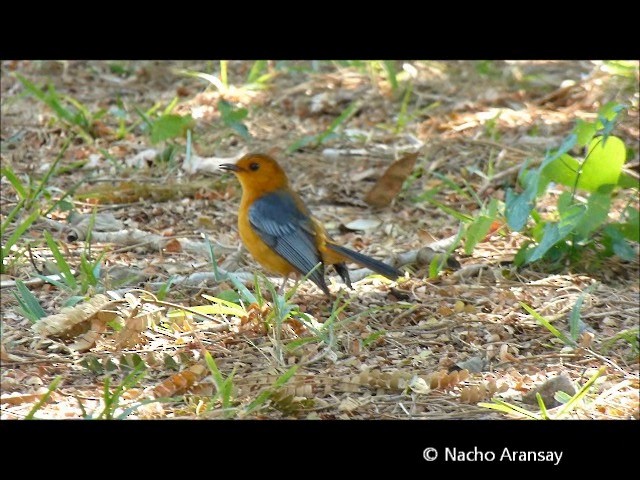 Red-capped Robin-Chat - ML201935271