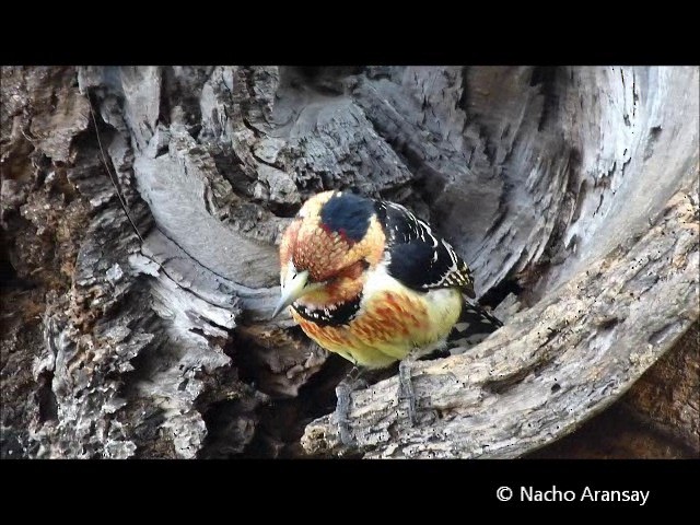 Crested Barbet - ML201935281