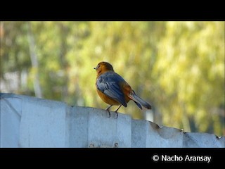  - Red-capped Robin-Chat