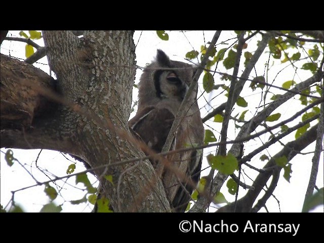 Verreaux's Eagle-Owl - ML201935301