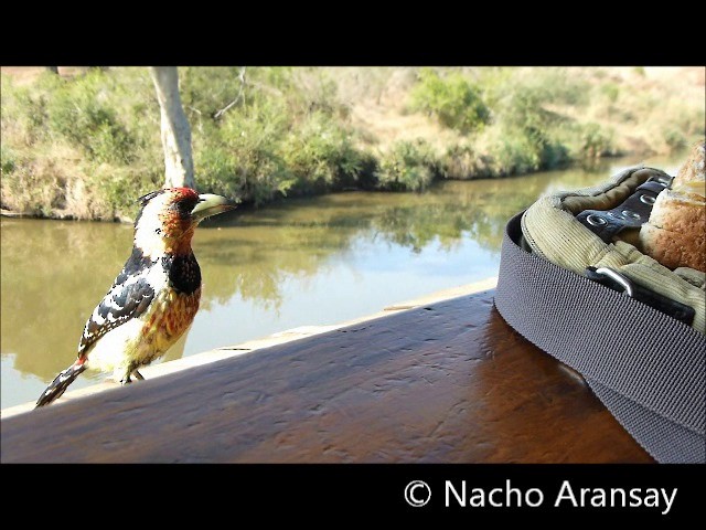 Crested Barbet - ML201935311