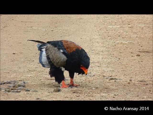 Bateleur des savanes - ML201935321