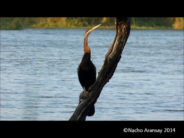 Anhinga d'Afrique - ML201935331