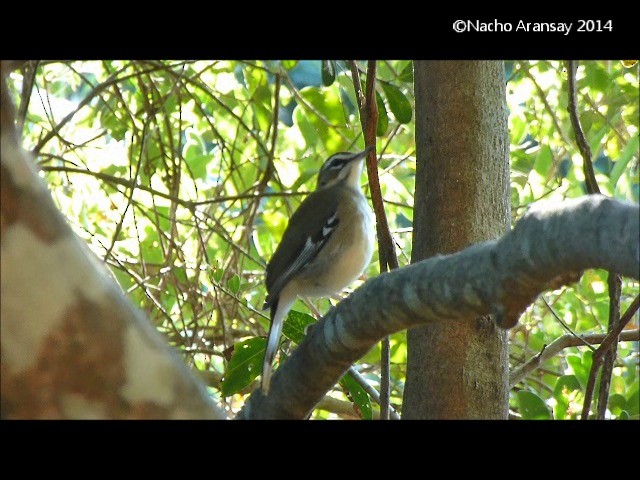 Brown Scrub-Robin - ML201935341