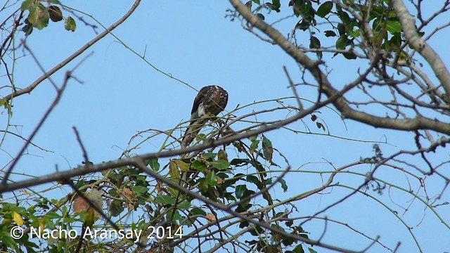 African Cuckoo-Hawk - ML201935351