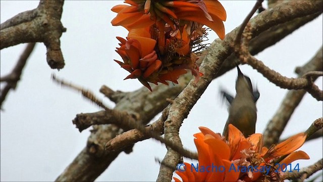 Mouse-colored Sunbird - ML201935361