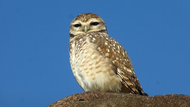 Burrowing Owl - ML201935371
