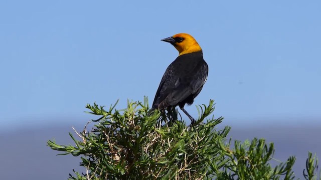 サバクムクドリモドキの剥製 キガシラムクドリモドキ - eBird