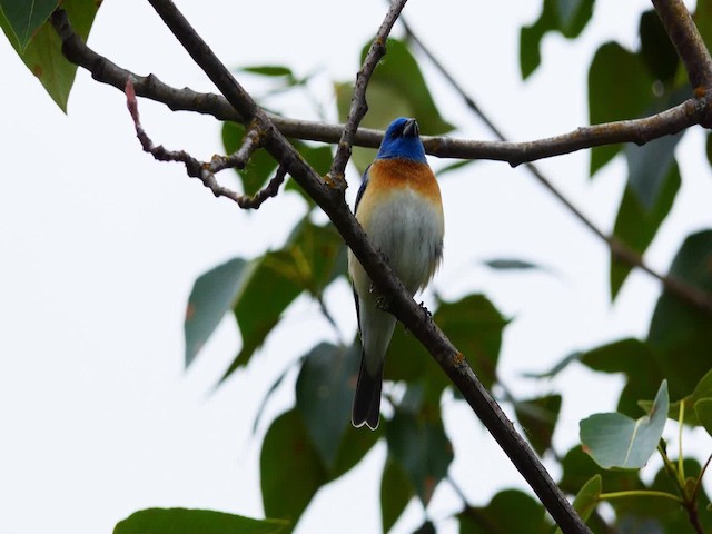 Lazuli Bunting - ML201935491