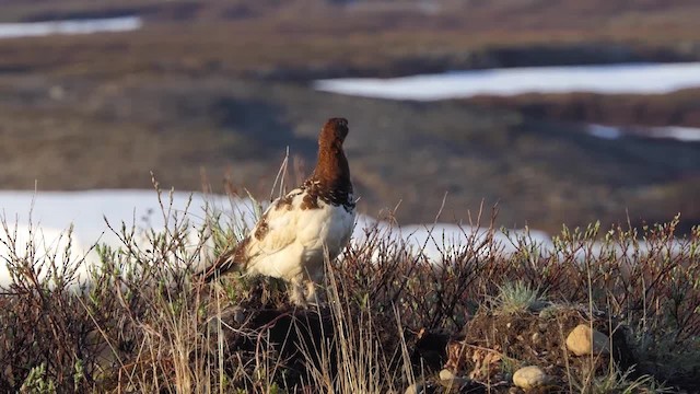 Willow Ptarmigan (Willow) - ML201935501