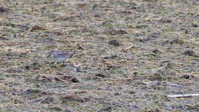 Sharp-tailed Sandpiper - ML201935551