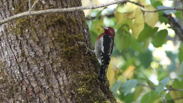 Pic à poitrine rouge (ruber) - ML201935561