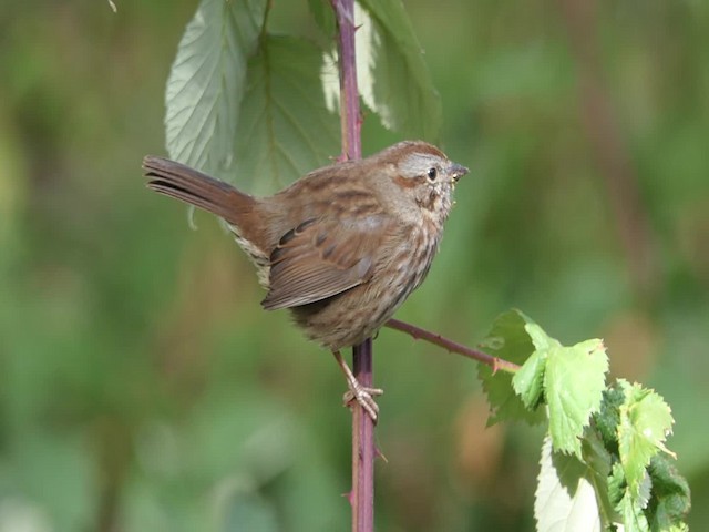 Song Sparrow (rufina Group) - ML201935581