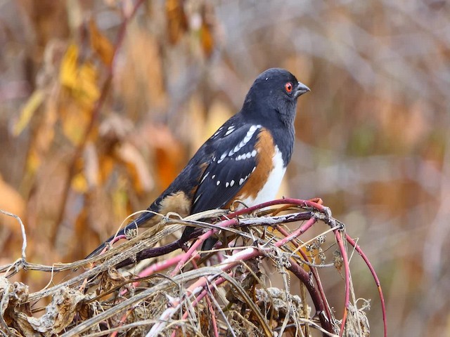 Spotted Towhee (oregonus Group) - ML201935591