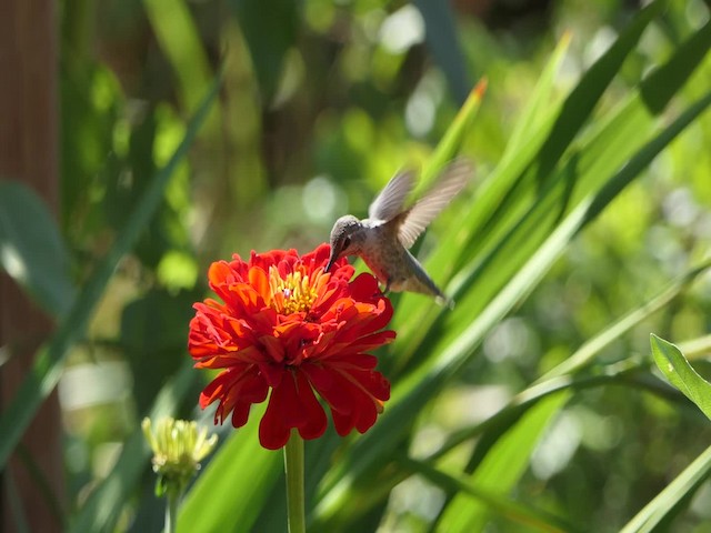 Anna's Hummingbird - ML201935601