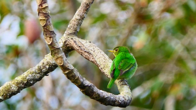 Green Honeycreeper - ML201935631