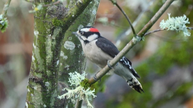 Downy Woodpecker (Pacific) - ML201935641