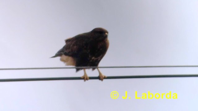 Common Buzzard (Western) - ML201935721
