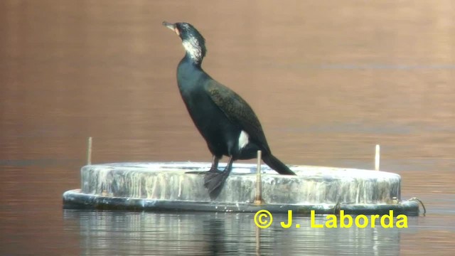 Cormorán Grande (euroasiático) - ML201935831