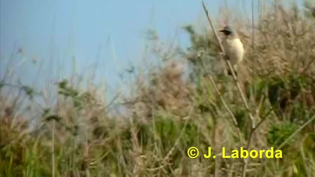 ハシグロヒタキ（oenanthe／libanotica） - ML201936231