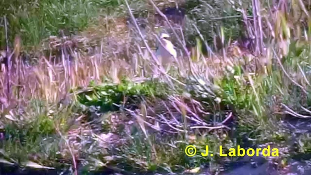 ハシグロヒタキ（oenanthe／libanotica） - ML201936311