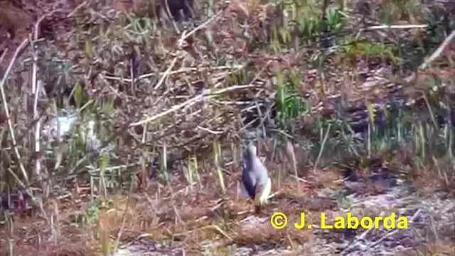 Northern Wheatear (Eurasian) - ML201936331