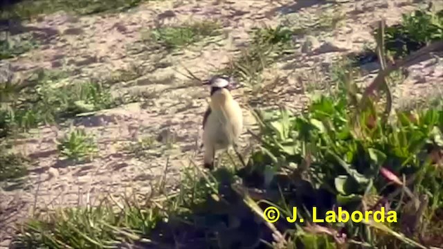 ハシグロヒタキ（oenanthe／libanotica） - ML201936361
