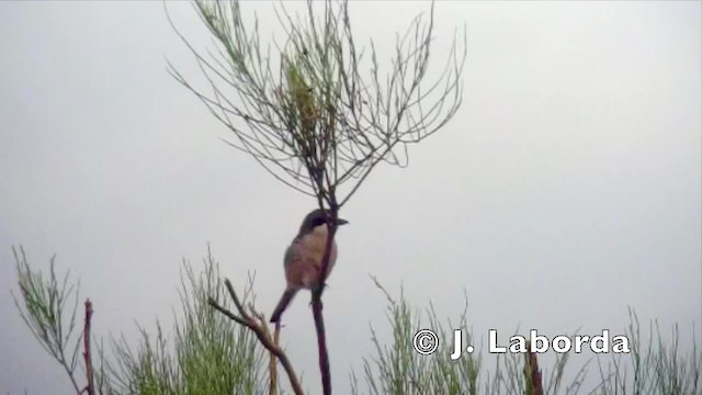 Iberian Gray Shrike - ML201936381