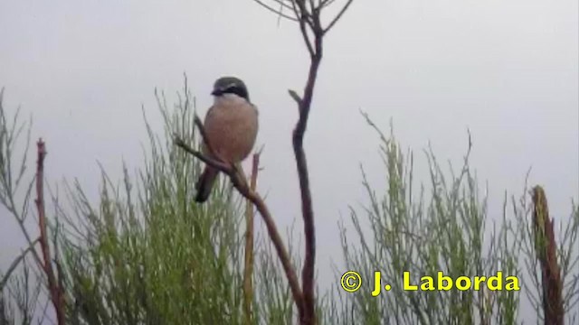 Iberian Gray Shrike - ML201936411