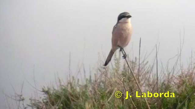 Iberian Gray Shrike - ML201936421