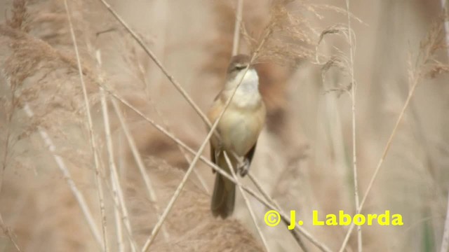 Great Reed Warbler - ML201936431