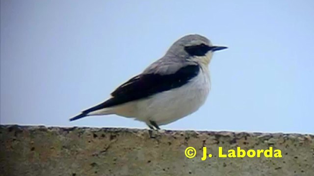 ハシグロヒタキ（oenanthe／libanotica） - ML201936531