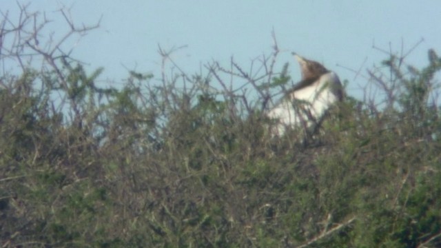 Ludwig's Bustard - ML201936561