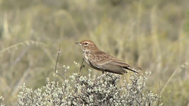 Karoo Lark - ML201936581