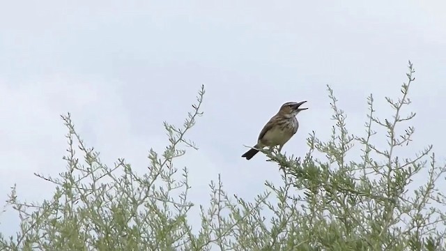 Sabota Lark (Bradfield's) - ML201936591