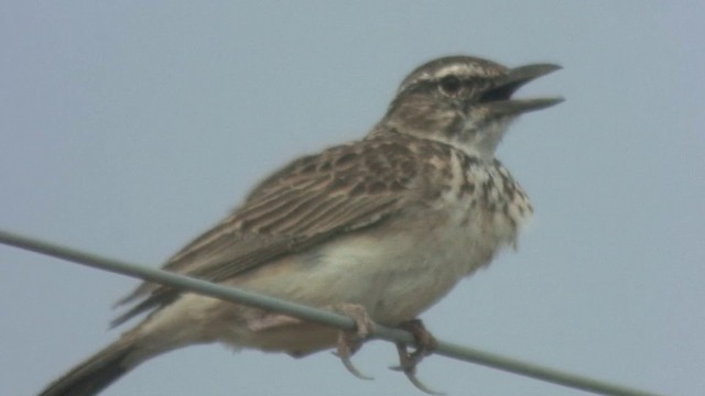 Sabota Lark (Bradfield's) - ML201936601