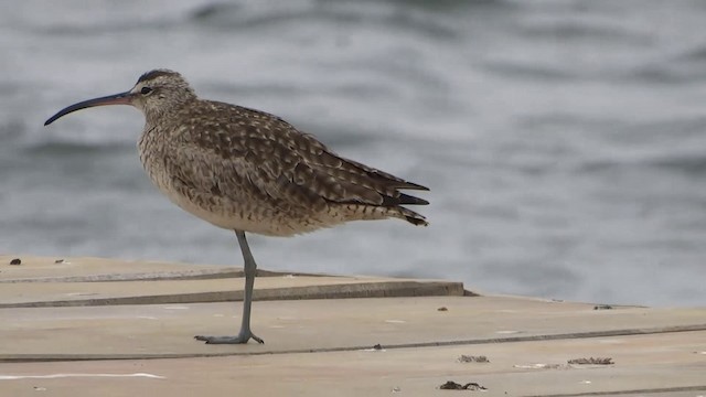 Whimbrel - ML201936771