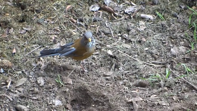 Rufous-backed Robin - ML201936781