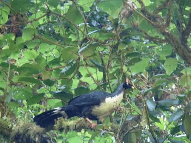 Horned Guan - ML201936811