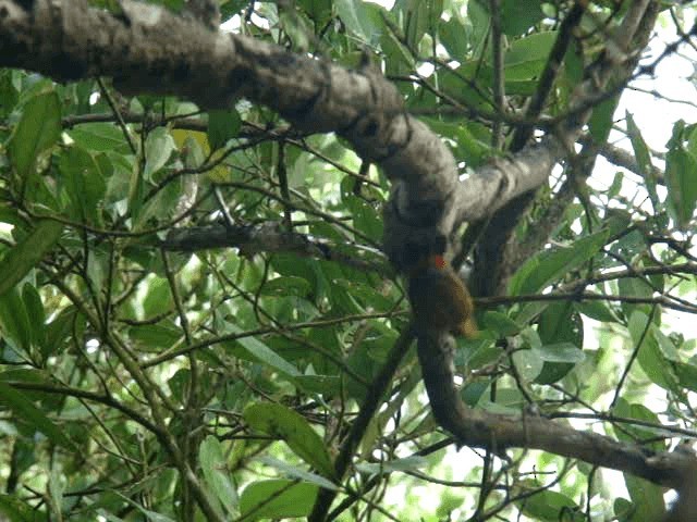 Red-rumped Woodpecker - ML201936881