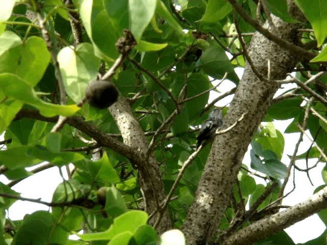 Blaubauchkolibri - ML201936891